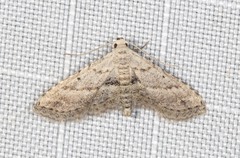 Araeopteron canescens