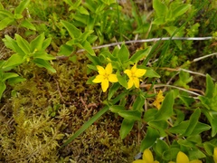 Lysimachia azorica