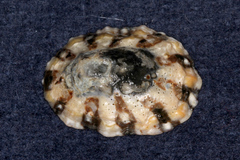 Cellana ornata