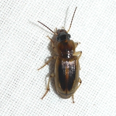 Stenolophus