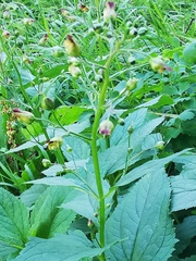 Scrophularia nodosa