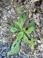 Plantago major