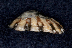 Cellana ornata