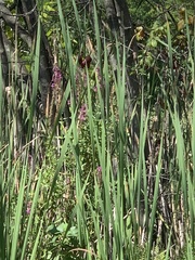 Typha × glauca