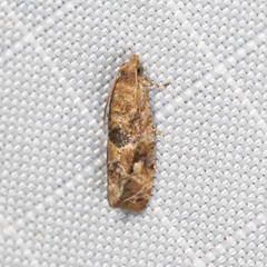 Lobesia physophora