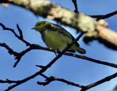 Setophaga virens