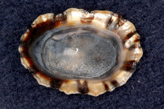 Cellana ornata