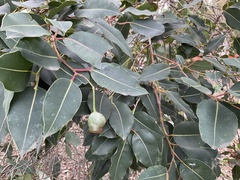 Corymbia calophylla