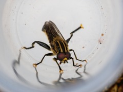 Orthoprosopa bilineata