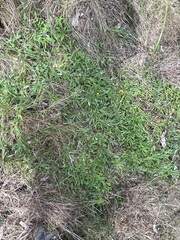 Chrysocephalum apiculatum