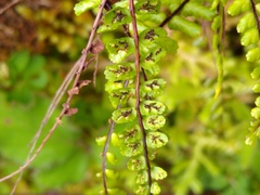 Asplenium azoricum