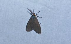 Ctenucha virginica