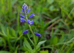 Polygala vulgaris