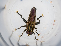 Orthoprosopa bilineata