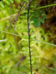 Asplenium azoricum