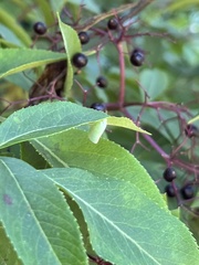 Flatidae