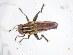 Orthoprosopa bilineata