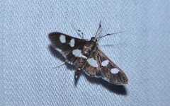 Desmia funeralis