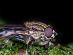 Orthoprosopa bilineata
