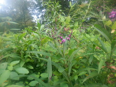 Vernonia noveboracensis