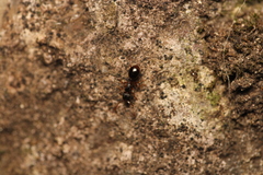 Myrmecina graminicola