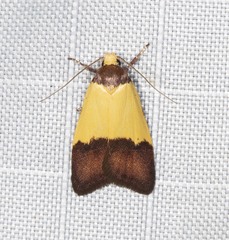 Heteroteucha dichroella