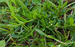 Polygala vulgaris