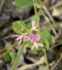 Lespedeza repens