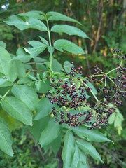 Sambucus