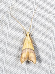 Crocanthes prasinopis