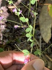 Lespedeza repens