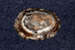 Cellana ornata