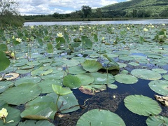 Nelumbo lutea
