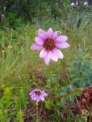 Iostephane heterophylla