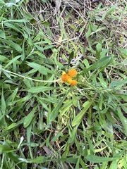 Chrysocephalum apiculatum