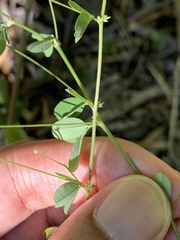 Lespedeza repens