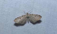 Eupithecia absinthiata