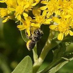 Megachile mendica