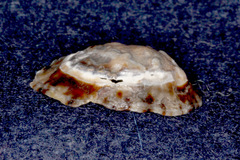 Cellana ornata