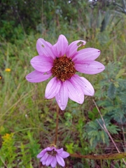 Iostephane heterophylla