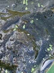 Wolffia brasiliensis