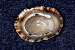 Cellana ornata