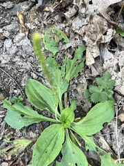Plantago major