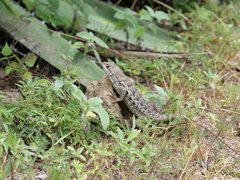 Sceloporus spinosus