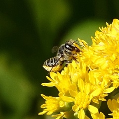 Megachile mendica