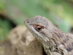 Sceloporus spinosus
