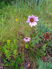 Iostephane heterophylla