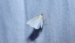 Heliomata cycladata