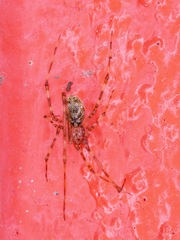 Cryptachaea gigantipes