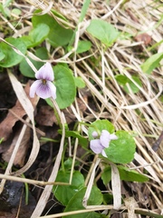 Viola palustris